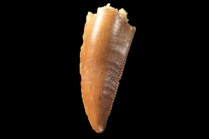 Serrated, Raptor Tooth - Real Dinosaur Tooth #89266